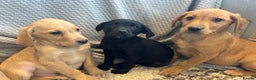 Labrador Retriever dogs for sale: Mixed Litter of Labrador Retriever Puppies - Advert 9