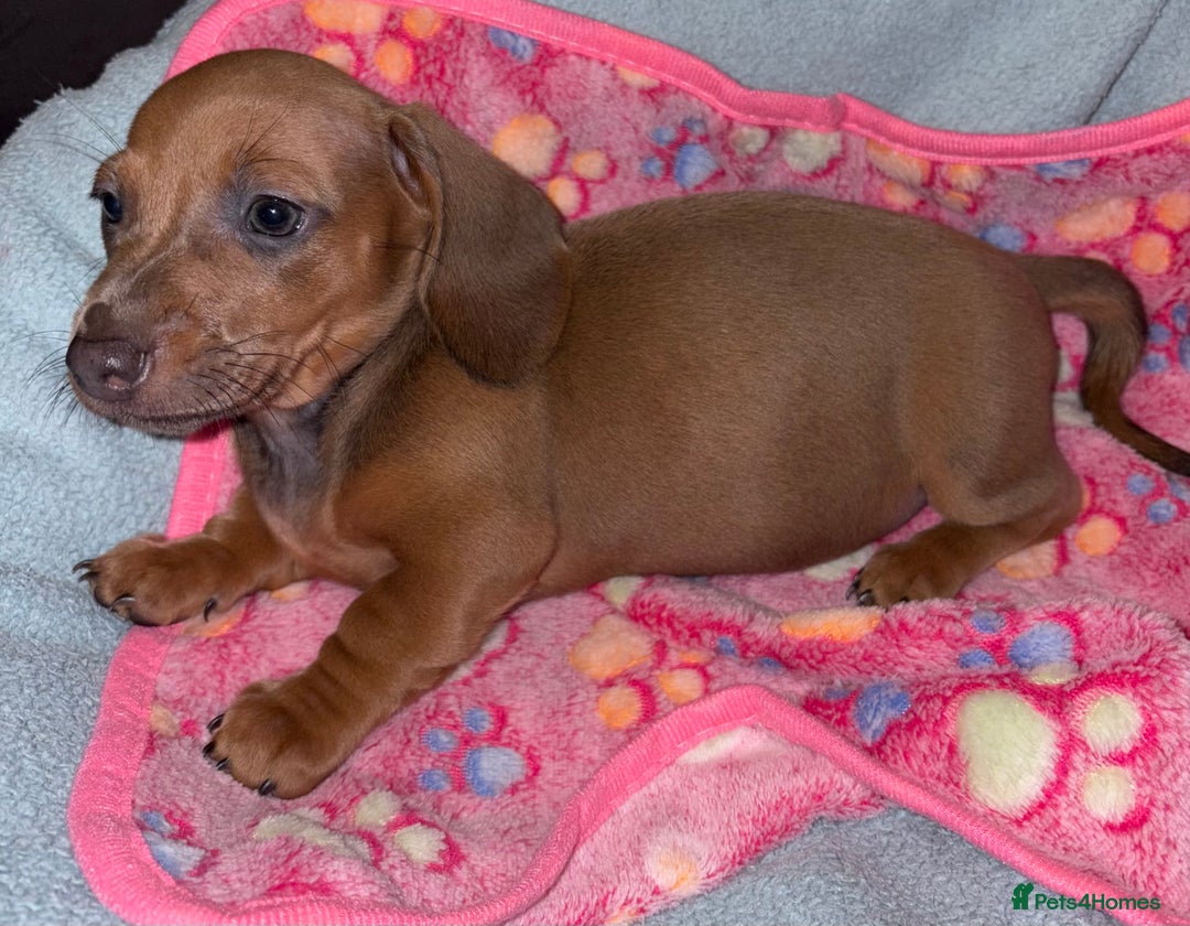 Miniature Dachshund dogs for sale: 4 Dachshund Puppies - Image 6