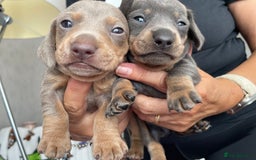 Dachshund dogs for sale: 5 beautiful miniature Dachshund puppies - Image 4