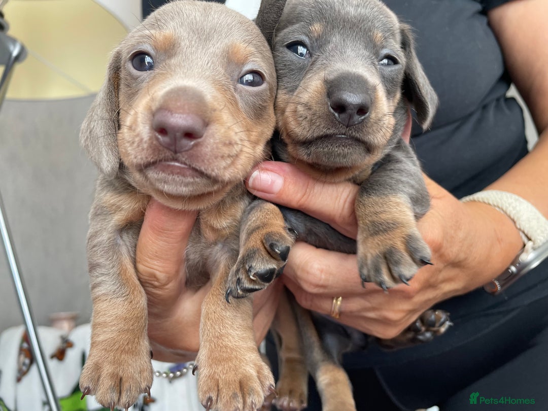 Dachshund dogs for sale: 5 beautiful miniature Dachshund puppies - Image 4