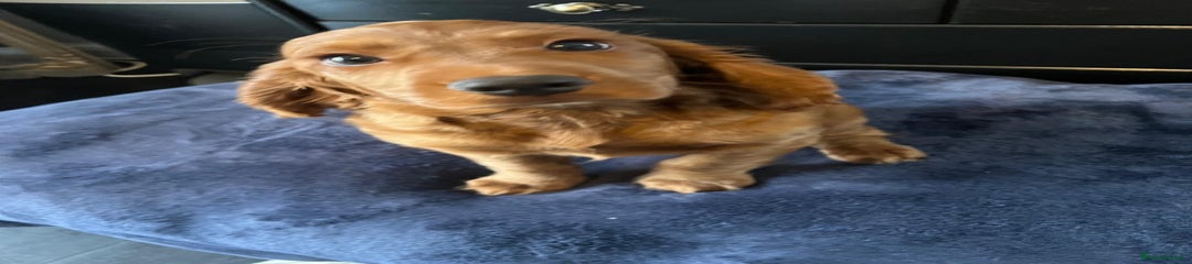 Cockapoo Puppy 2 (Silver)