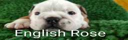 English Bulldog dogs for sale: KC Reg.English Bulldog puppies - Advert 10