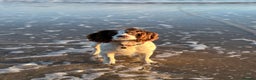 English Springer Spaniel dogs for stud: Jerry - KC Registered English Springer Spaniel  - Advert 21