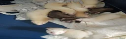 Ferret rodents for sale: Ferret kits for sale both jill and hobs 3 litters in Accrington - Advert 3