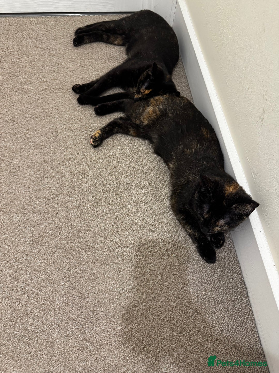 British Shorthair cats for sale: Bonded tortie kittens looking for forever home - Advert 8