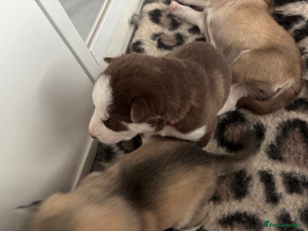 Siberian Husky dogs for sale: Siberian huskies  for sale  - Image 20
