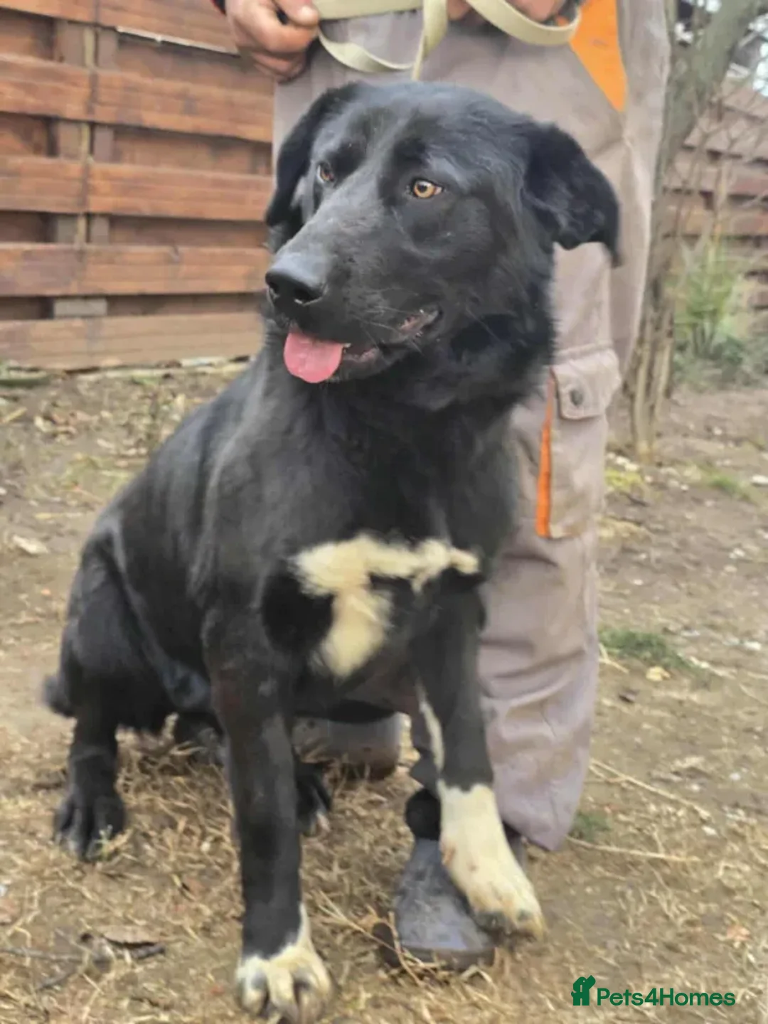 Mixed Breed dogs for adoption: Jess  - Advert 7