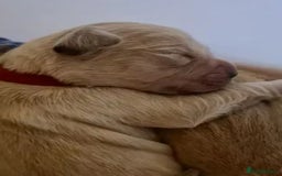 Golden Retriever dogs for sale: Available for STUD - Image 28