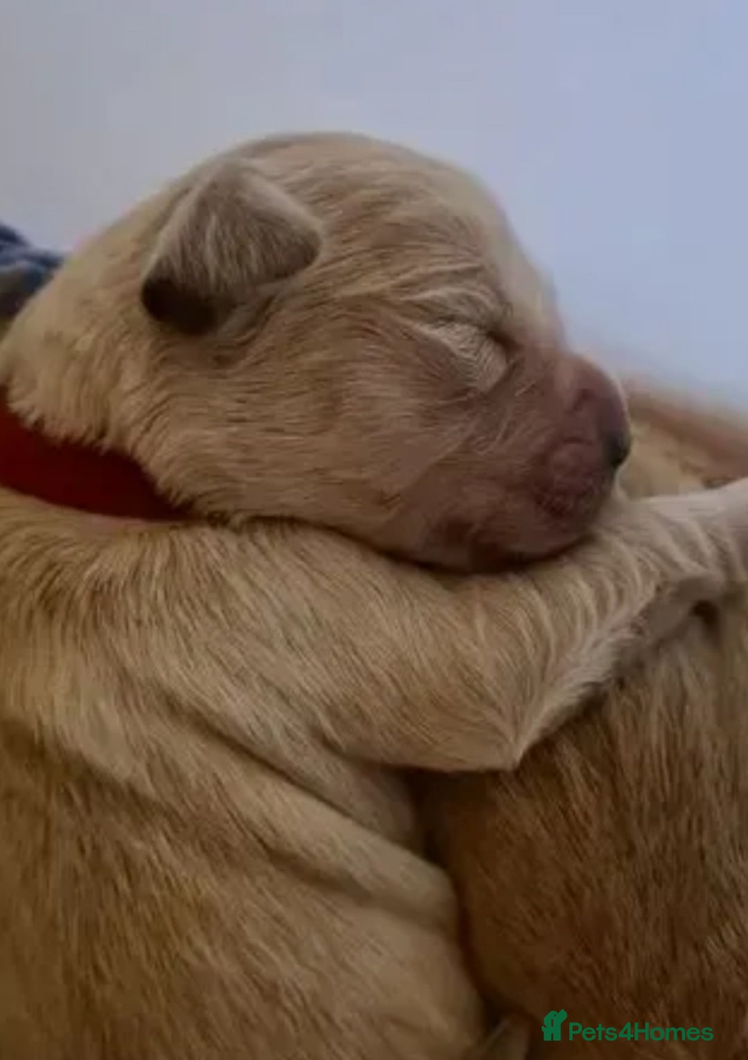 Golden Retriever dogs for sale: Available for STUD - Image 28