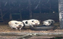 Pig livestock for sale: Kune Kune pigs  - Image 1