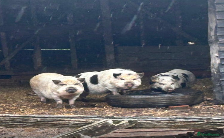 Pig livestock for sale - Advert 1
