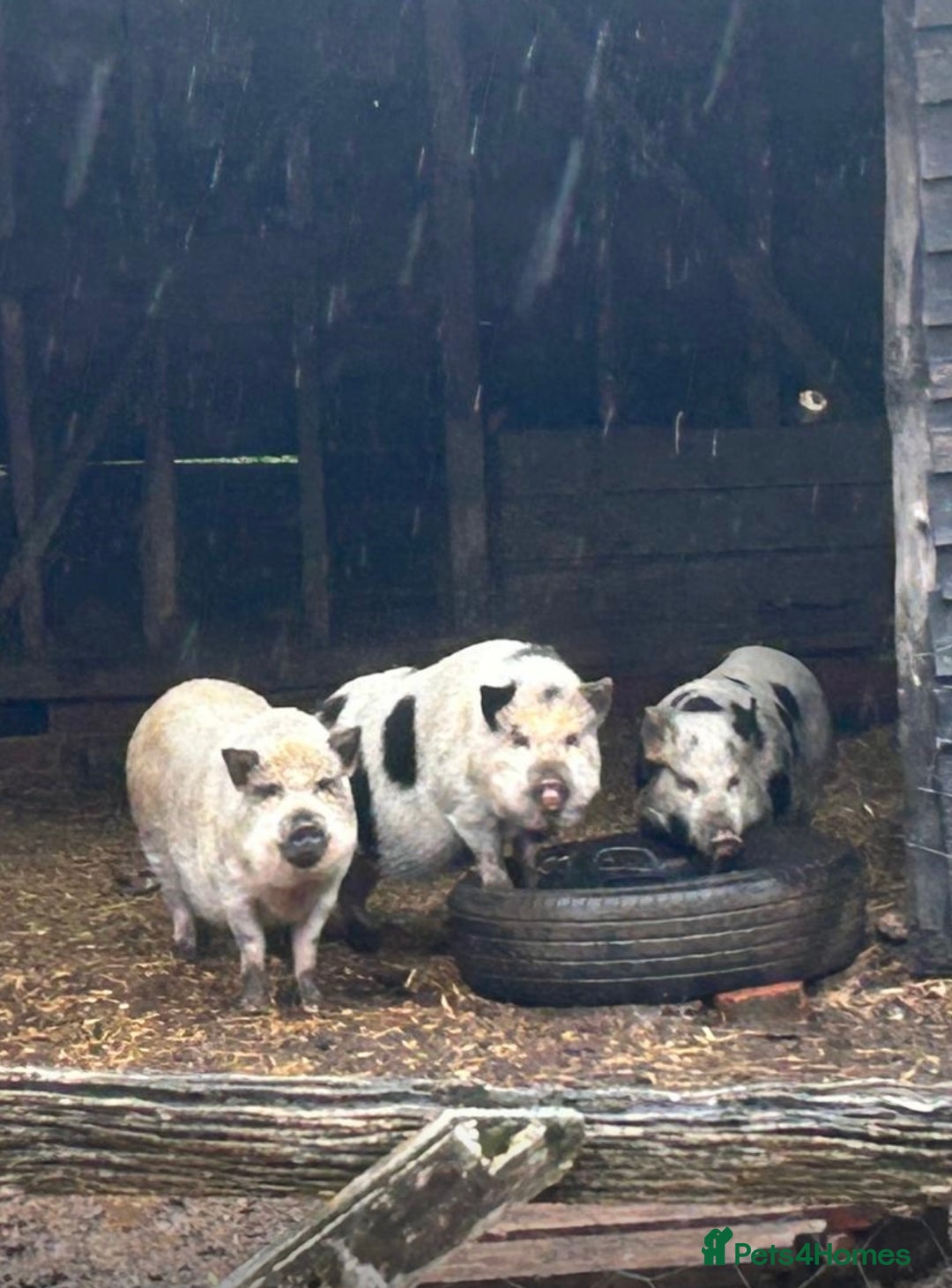 Pig livestock for sale: Kune Kune pigs  - Image 1