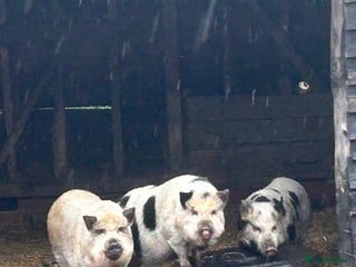 Pig livestock - Advert 8