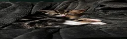 Mixed Breed cats for sale: 2 female kittens  in Louth - Advert 8