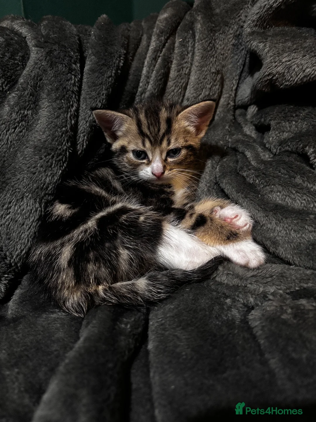 Mixed Breed cats for sale: 2 female kittens  in Louth - Advert 8