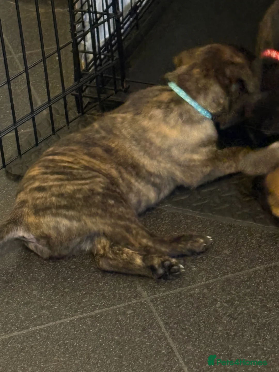 Mixed Breed dogs for sale: Belgium Malinois x Dutch Herder Puppies - Advert 27