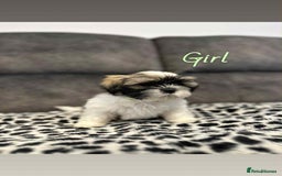 Shih Tzu dogs for sale: 🩷 Beautiful Shitzu Puppies 🩷 - Image 7