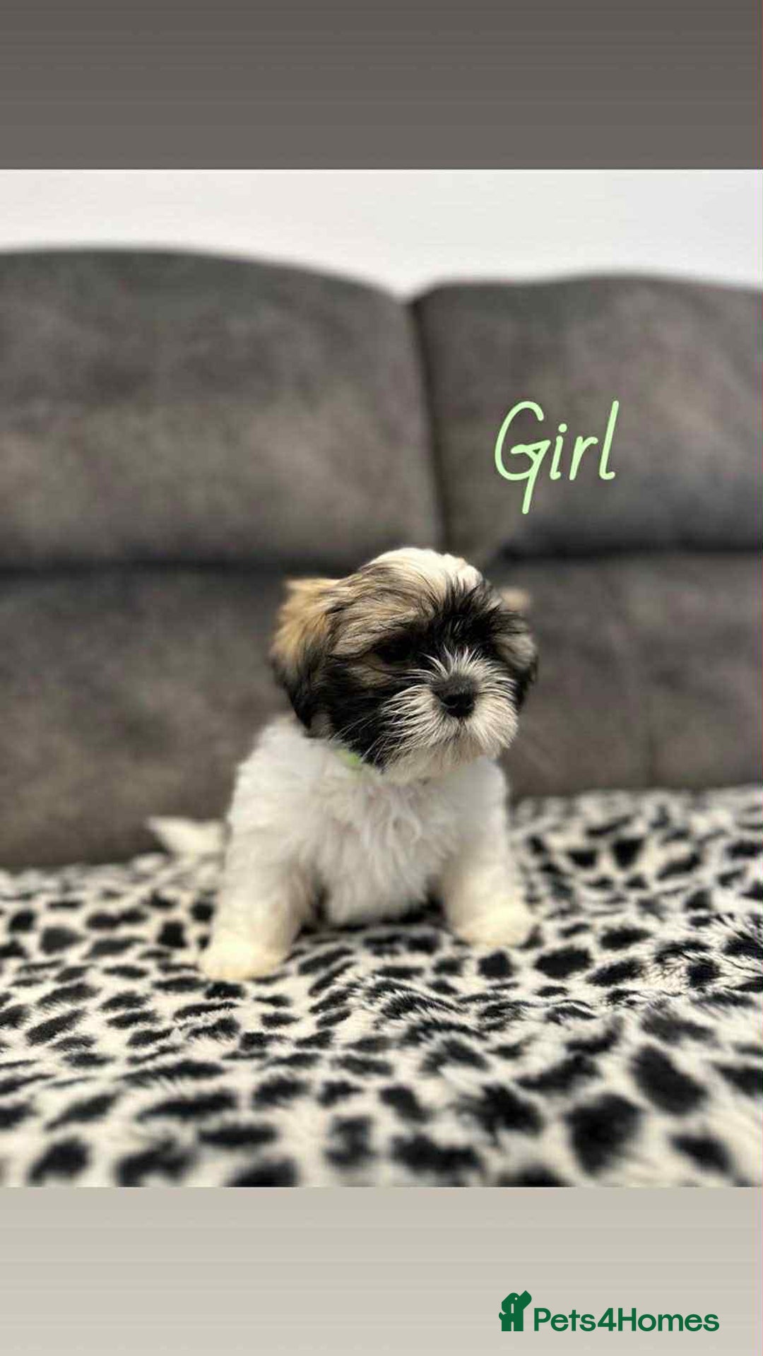 Shih Tzu dogs for sale: 🩷 Beautiful Shitzu Puppies 🩷 - Image 7