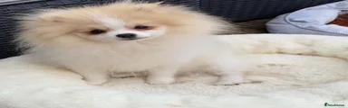Pomeranian 1