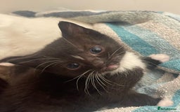 Domestic Shorthair cats for sale: One beautiful fluffy black and white female kitten - Image 4