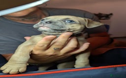 Mixed Breed dogs for sale: Frenchie x pups  - Image 3