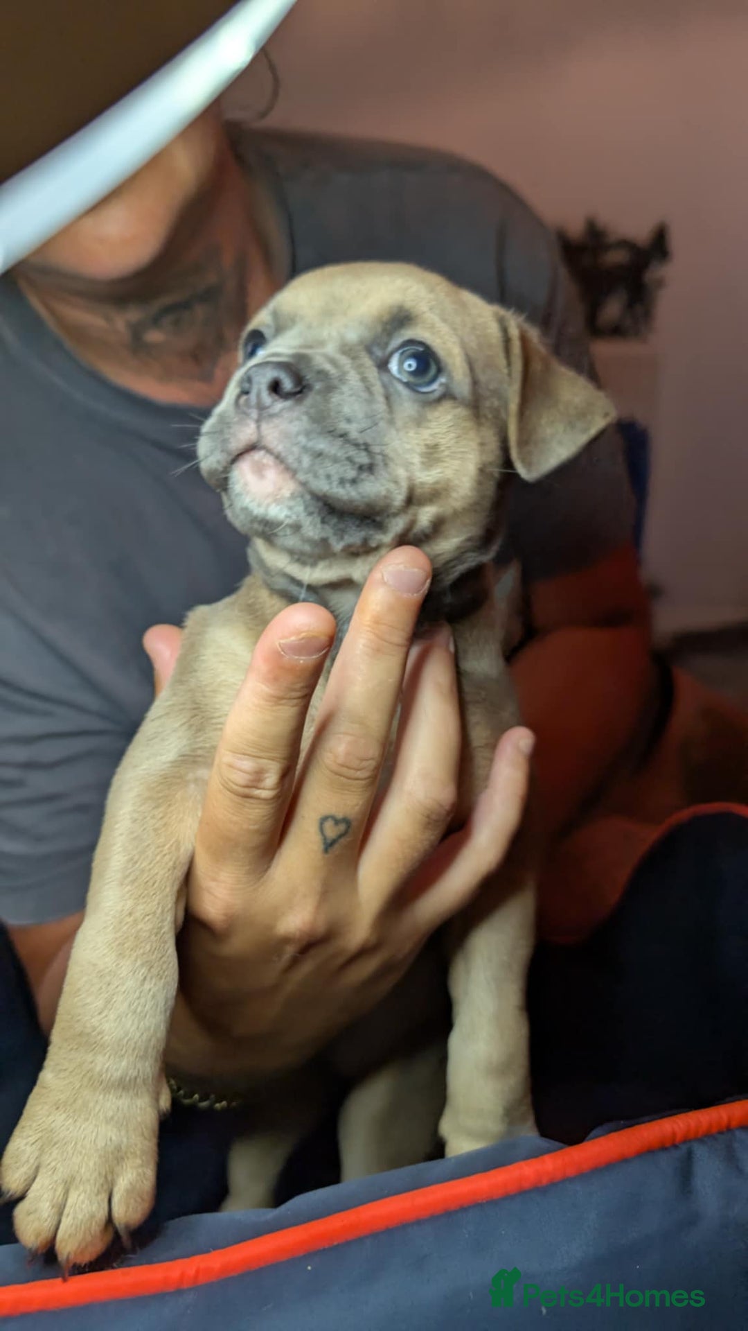 Mixed Breed dogs for sale: Frenchie x pups  - Image 3