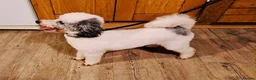 Goldendoodle dogs for sale: Mesmerising miniature golden doodle babys - Advert 20