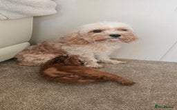 Cockapoo dogs for sale: Ready now  - Advert 4