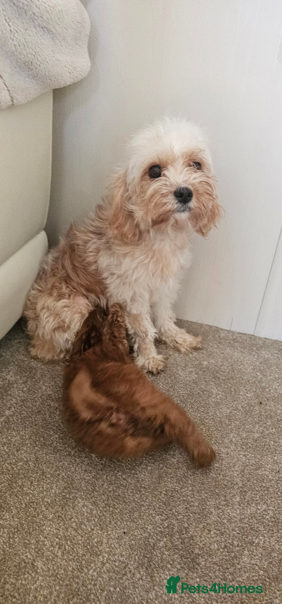 Cockapoo dogs for sale: Ready now  - Advert 4