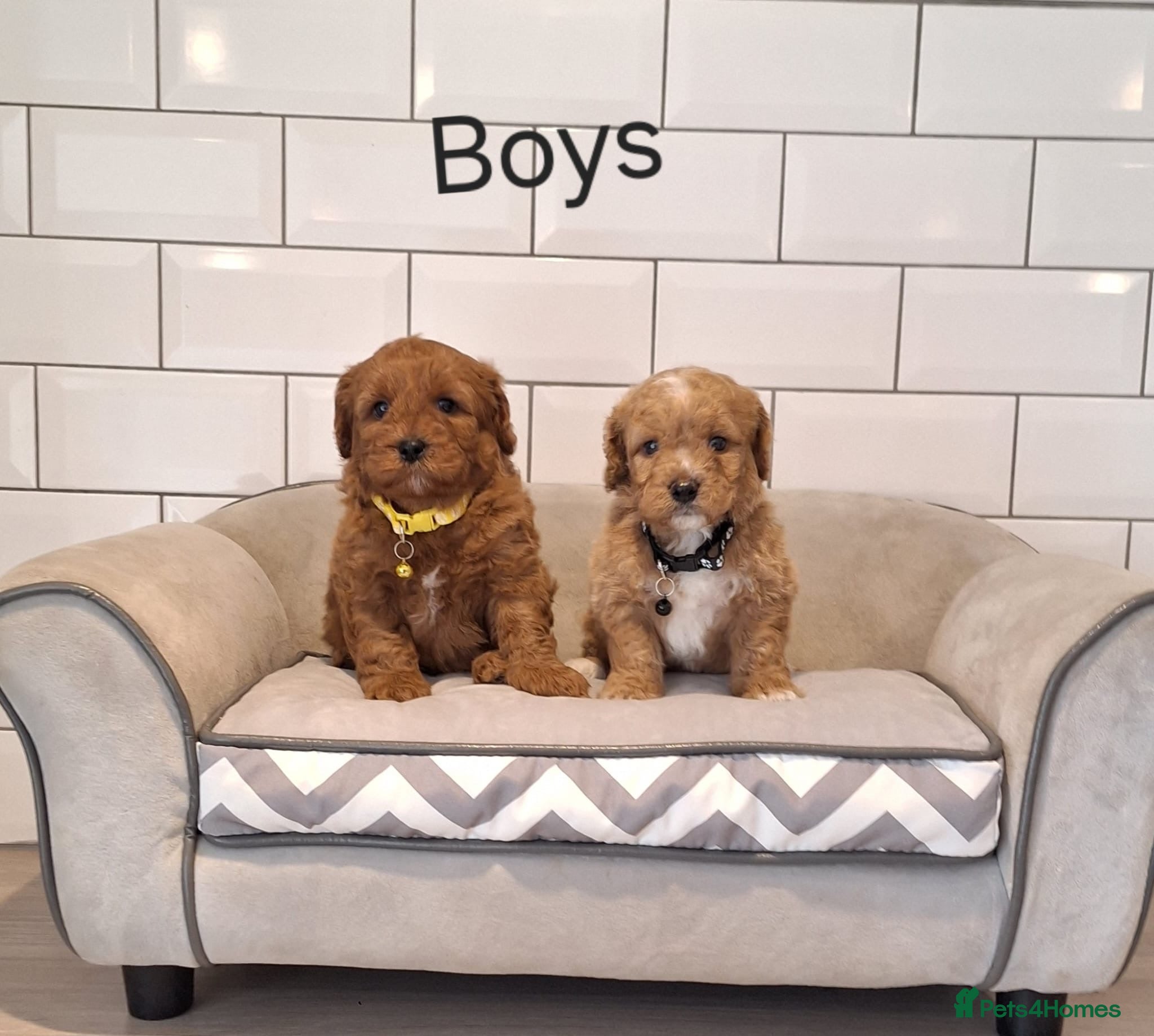 Cavachon dogs Beautiful Cavapoochons puppies - Advert 1