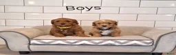 Cavachon dogs for sale: Beautiful Cavapoochons puppies - Advert 1
