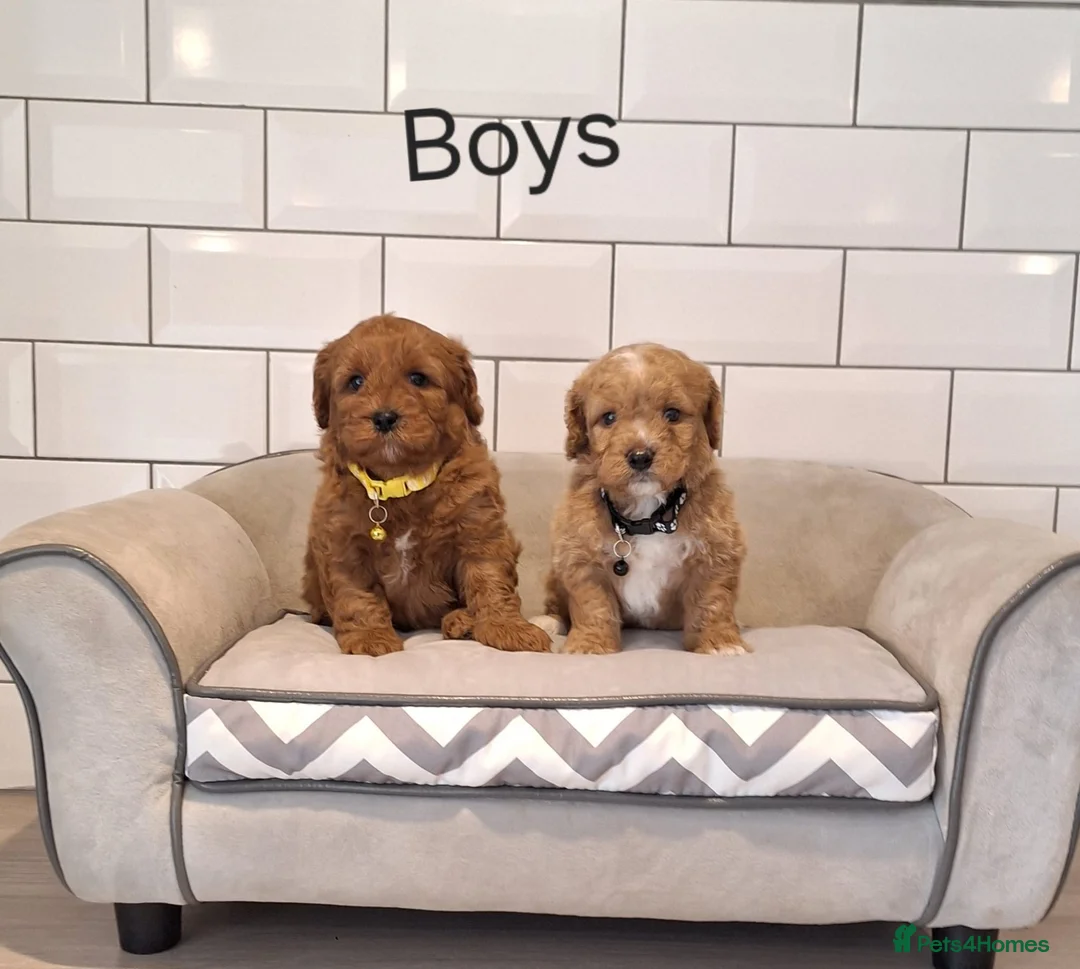 Cavachon dogs for sale: Beautiful Cavapoochons puppies - Advert 1