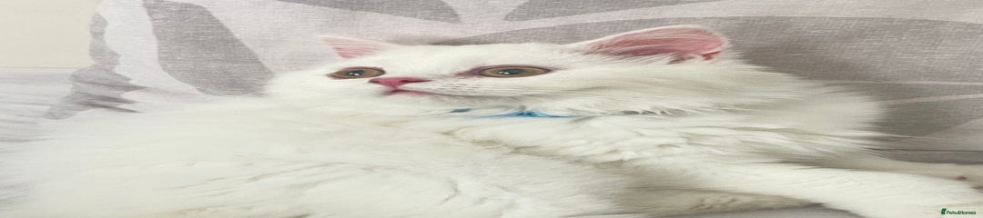 Persian Kitten 1