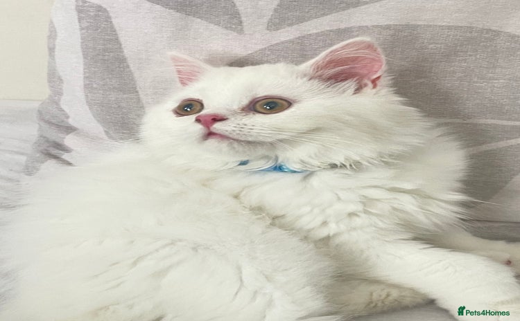 Persian cats - Advert 14