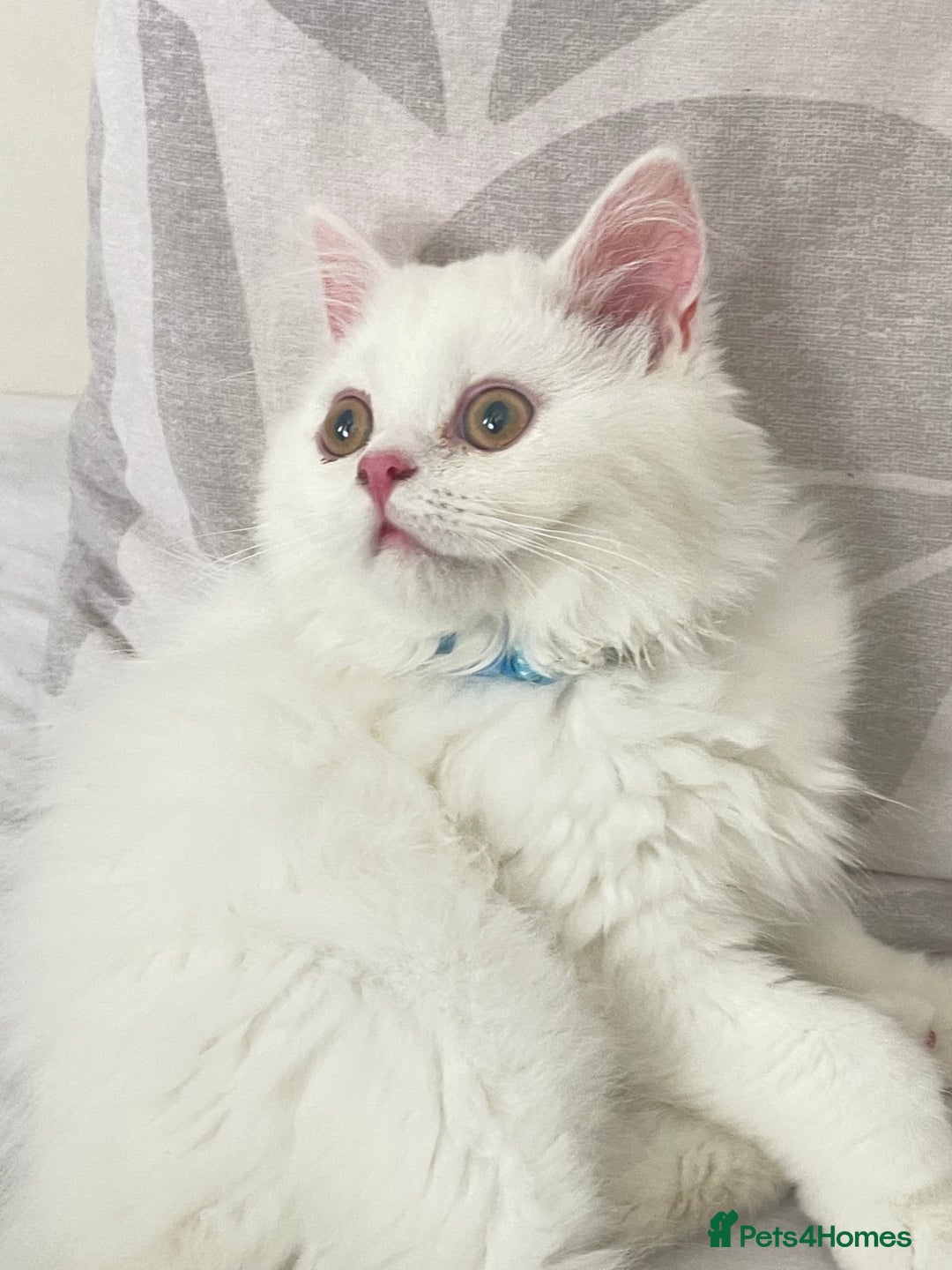 Persian cats for sale: Beautiful 3 month Persian with all items/carrier - Image 1