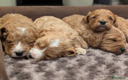 Cavapoo dogs for sale: 🌟F1 Cavapoo puppies Extensively health tested🌟  - Advert 5