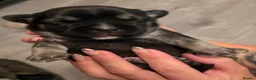 Mixed Breed dogs for sale: French bulldog x chihuahua babies  - Advert 15