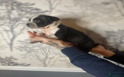 Mixed Breed dogs for sale: Bulldogs for sale  - Image 29