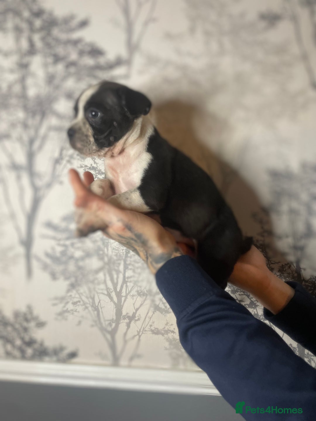 Mixed Breed dogs for sale: Bulldogs for sale  - Image 29