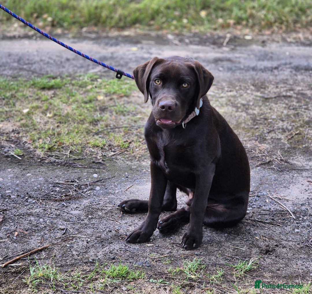 Labrador Retriever dogs for sale: Lovely KC Reg 6 month old Chocolate Lab - Image 2