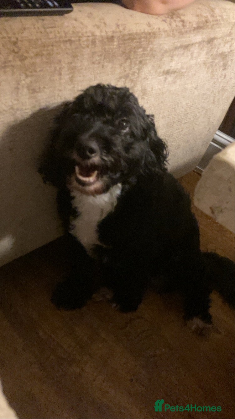 Mixed Breed dogs for sale: Alex 8 year old Cockapoo  - Advert 3