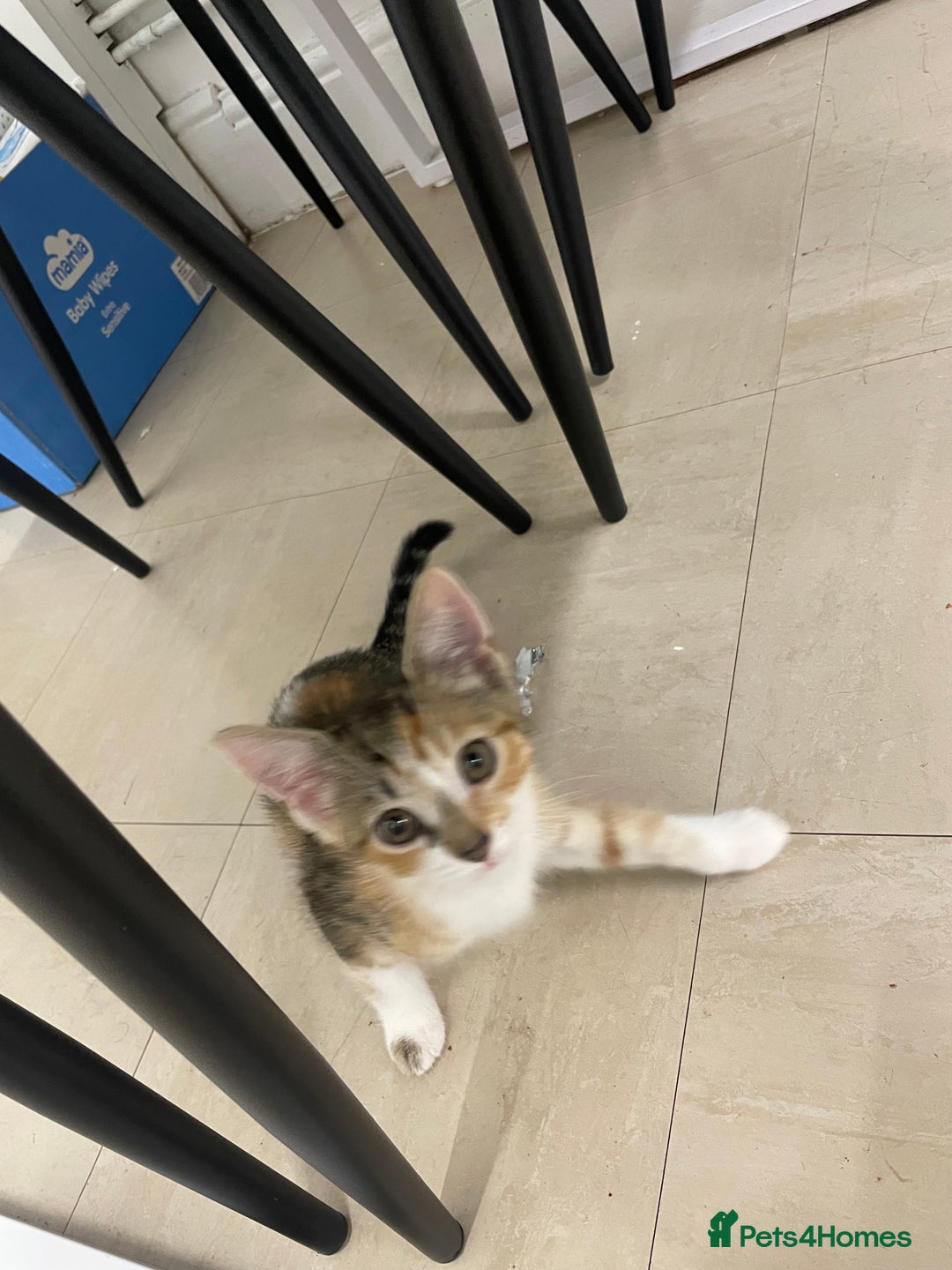 Mixed Breed cats for sale: Kittens for free  - Image 2
