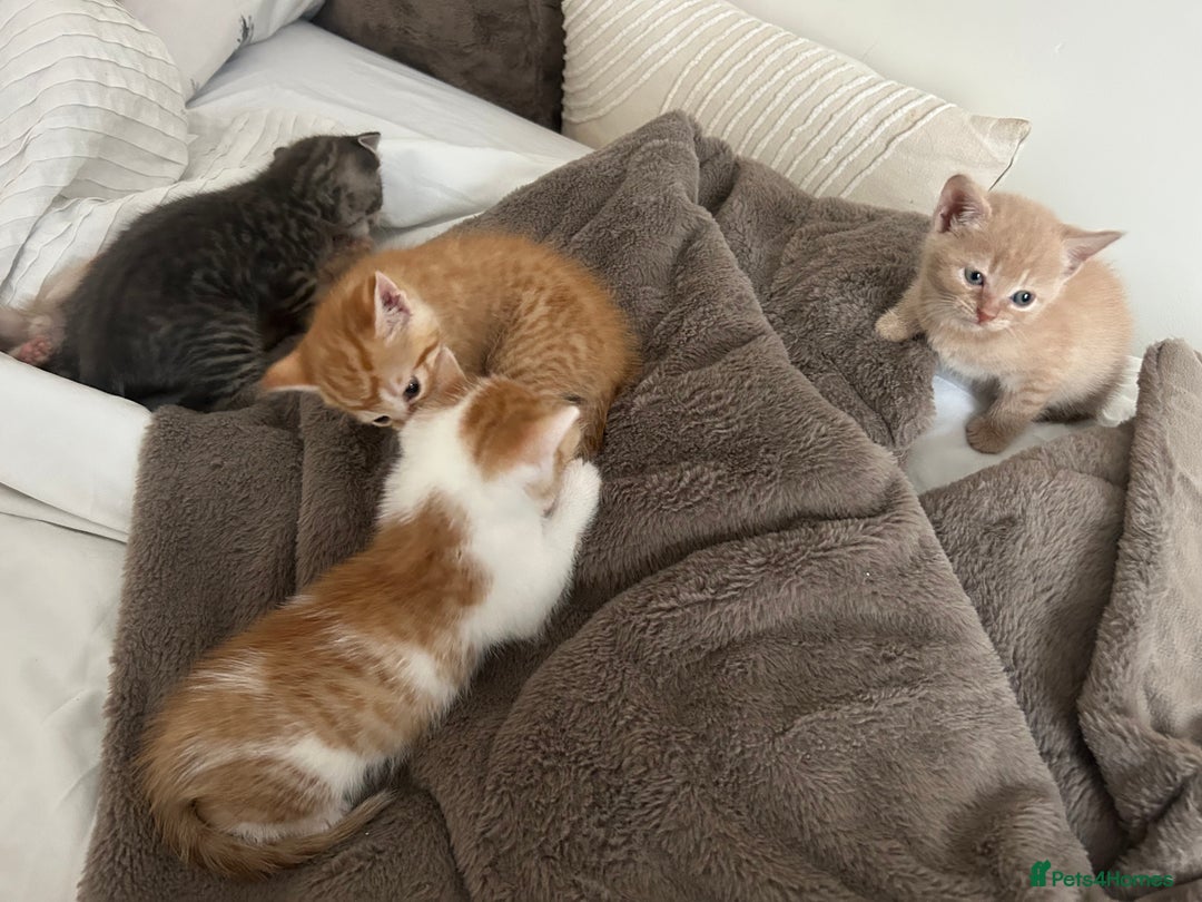 Mixed Breed cats for sale: Beautiful Kittens for sale - Image 19