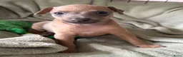 Italian Greyhound dogs for sale: Italian greyhound puppies  - Advert 3