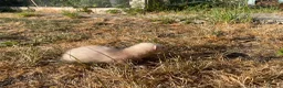 Ferret rodents for sale: Ferret kits for sale - Advert 3