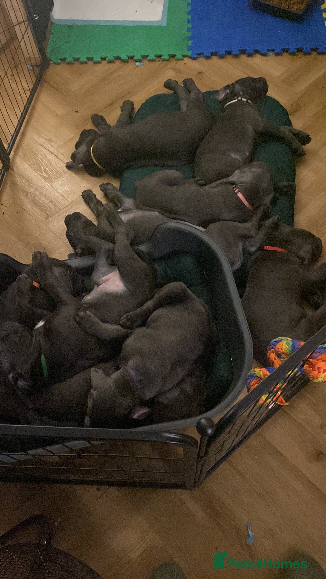 Cane Corso dogs for sale: cane corso puppies  - Image 14
