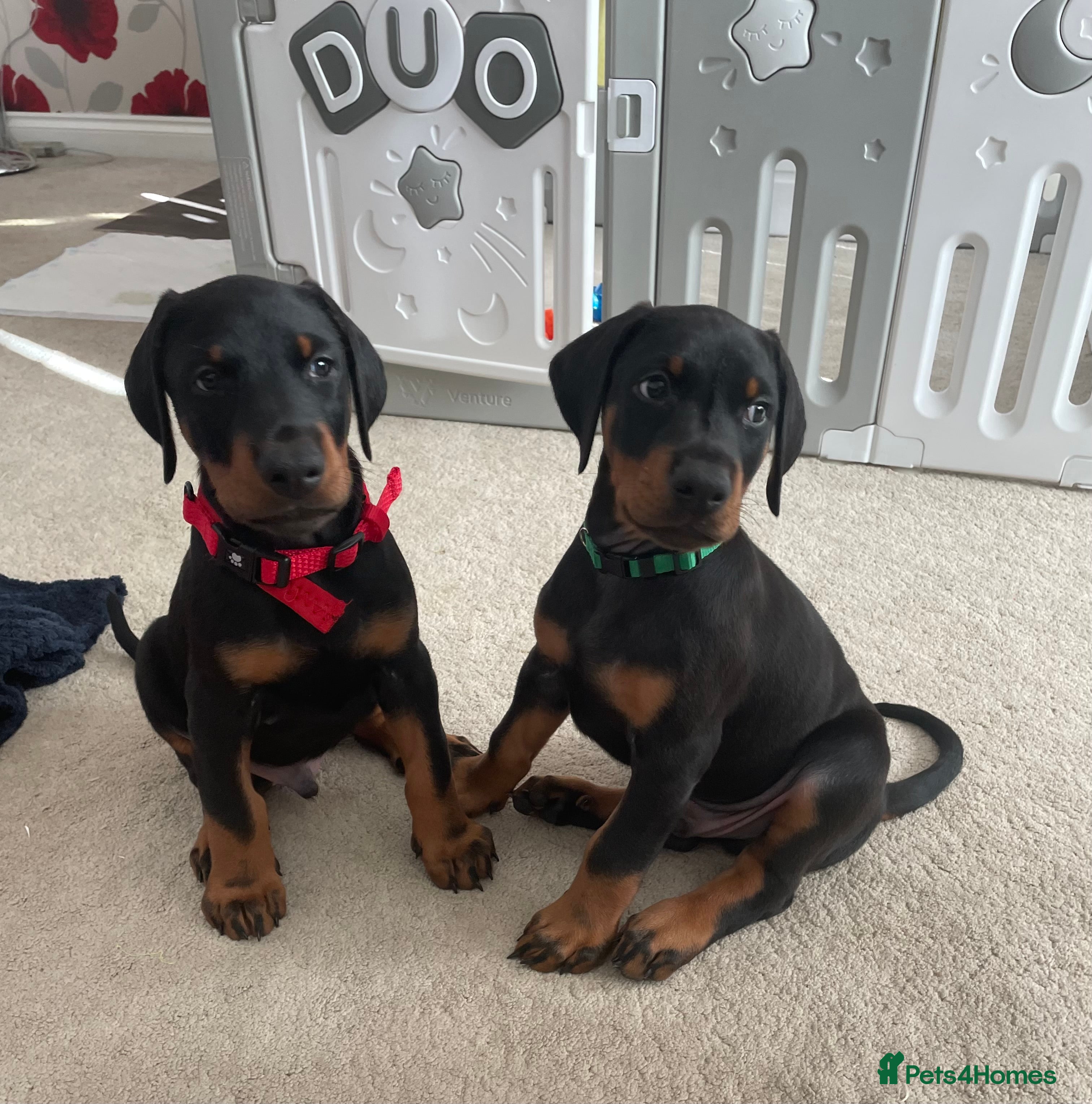 Dobermann dogs KC Registered Doberman Pups - Advert 12