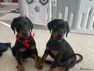 Dobermann dogs KC Registered Doberman Pups - Advert 12