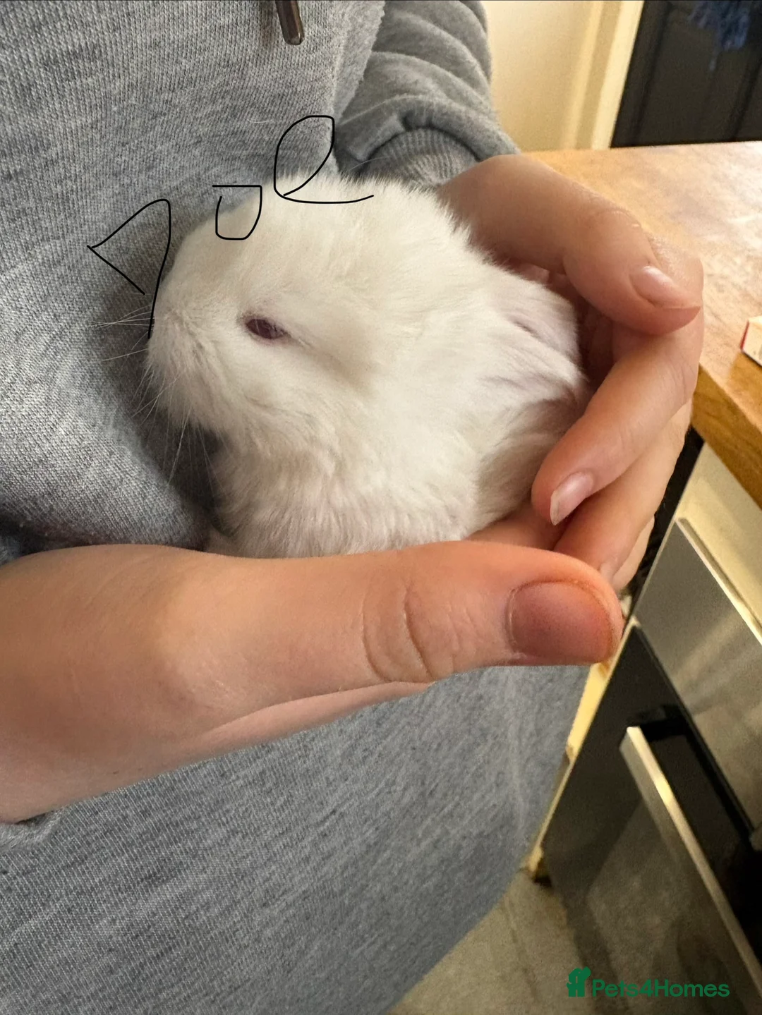 French Lop rabbits for sale: French lops - Advert 7