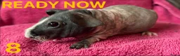 Guinea Pig rodents for sale: Skinny Pig Boars. - Advert 18